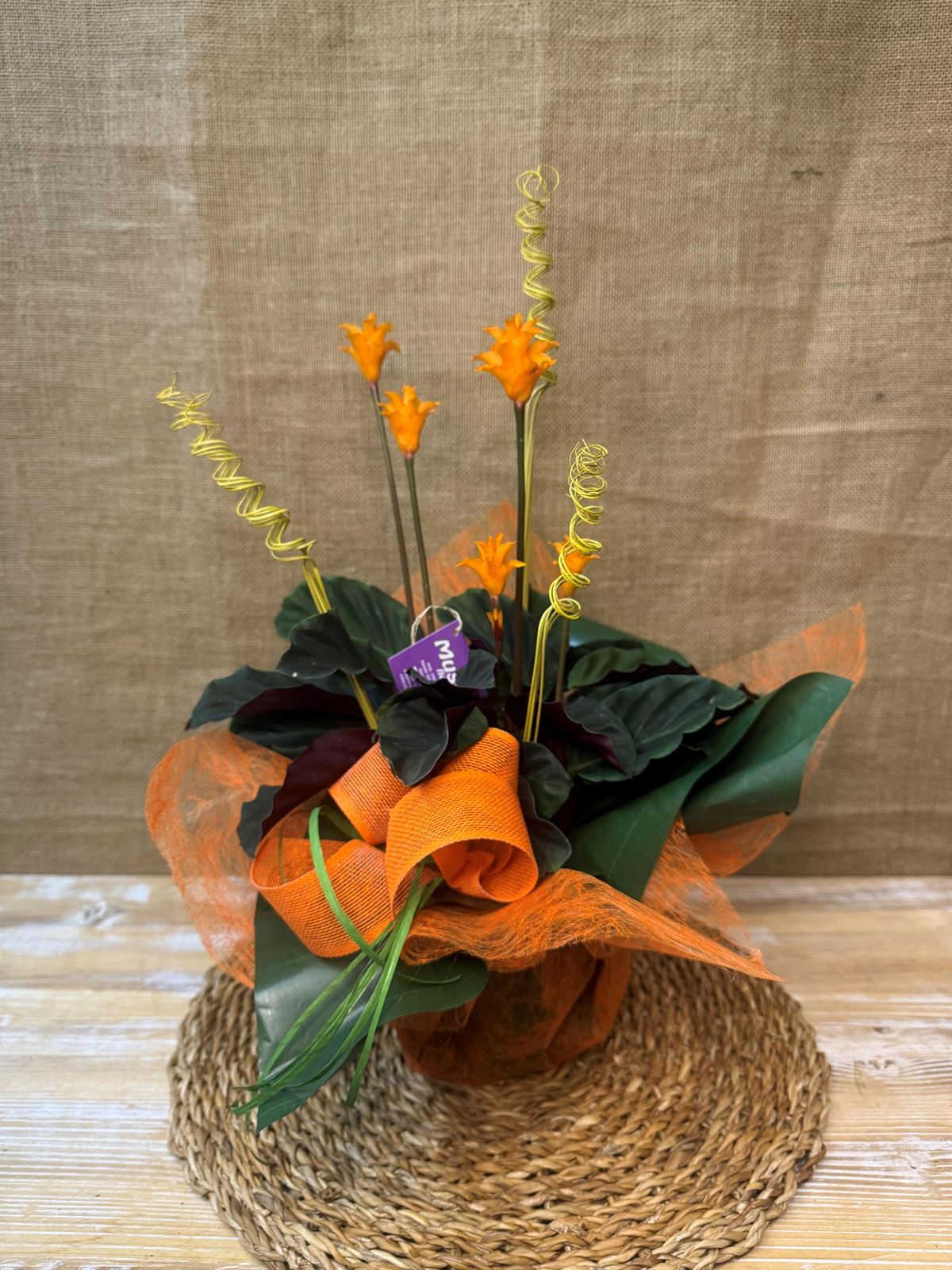 Calathea Crocata - Imagen 2
