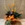 Calathea Crocata - Imagen 2