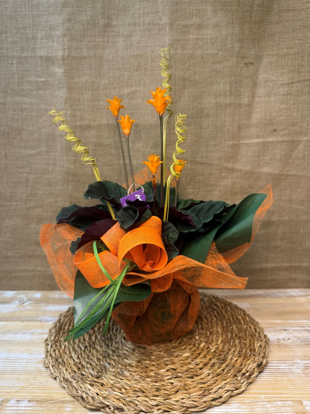 Calathea Crocata - Imagen 3