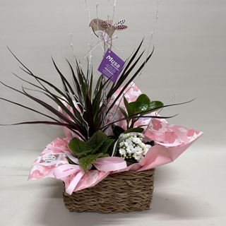Composición de plantas en cesta de mimbre tonos rosa - Imagen 1