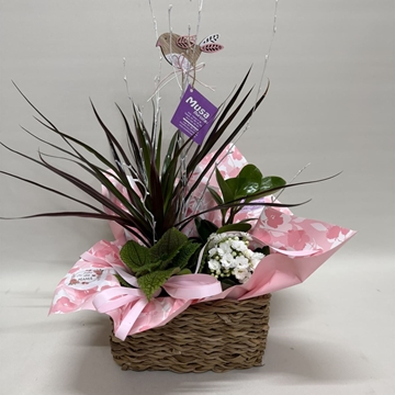 Composición de plantas en cesta de mimbre tonos rosa - Imagen 1