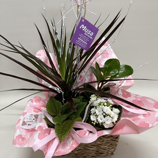 Composición de plantas en cesta de mimbre tonos rosa - Imagen 2