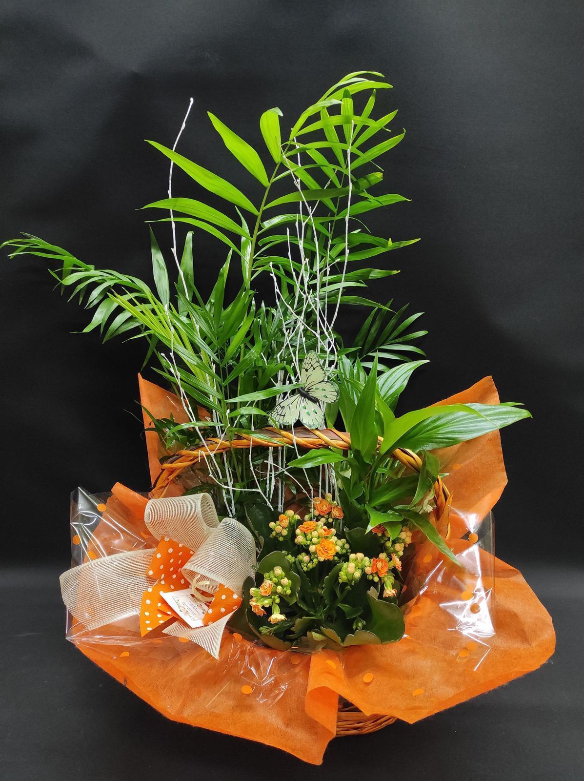 Composición de plantas medianas en cesta de mimbre - Imagen 1
