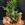 Composición de plantas medianas en cesta de mimbre - Imagen 1