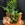 Composición de plantas medianas en cesta de mimbre - Imagen 1