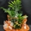 Composición de plantas medianas en cesta de mimbre - Imagen 1