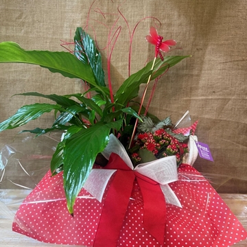 Composición en base de algodón en tonos rojos - Imagen 1