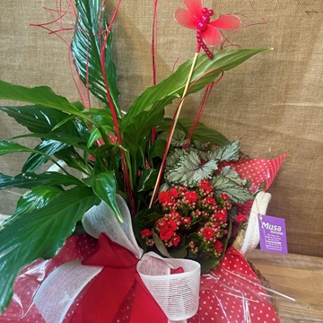 Composición en base de algodón en tonos rojos - Imagen 2