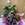 Composición en cesta de mimbre en tonos fucsias - Imagen 2