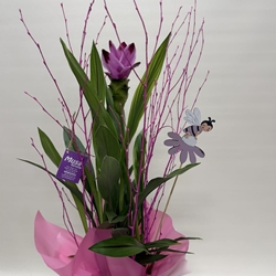 Cúrcuma en bolsa - Imagen 2