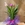 Curcuma - Imagen 1