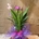 Curcuma - Imagen 1