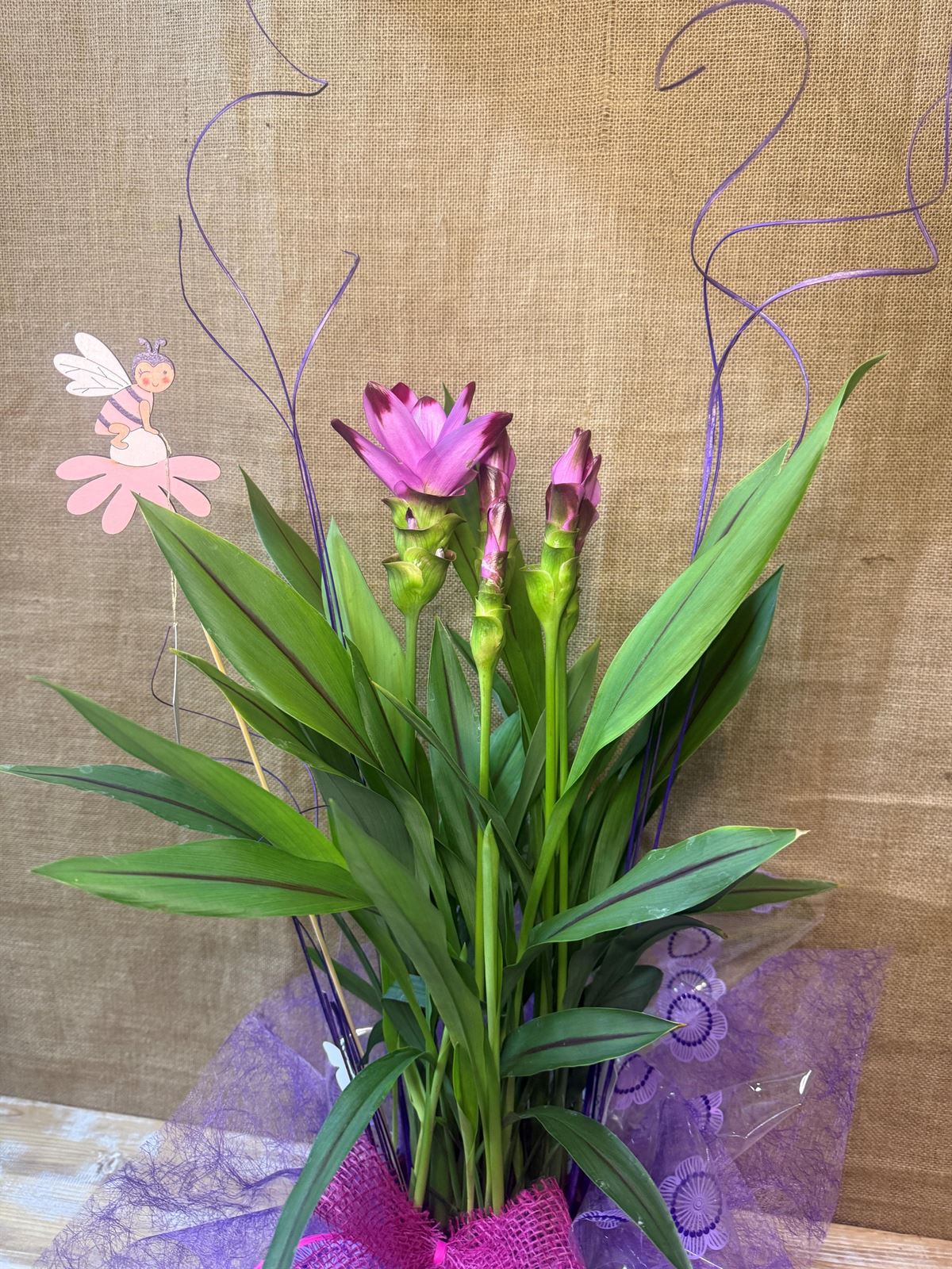 Curcuma - Imagen 2