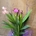 Curcuma - Imagen 2