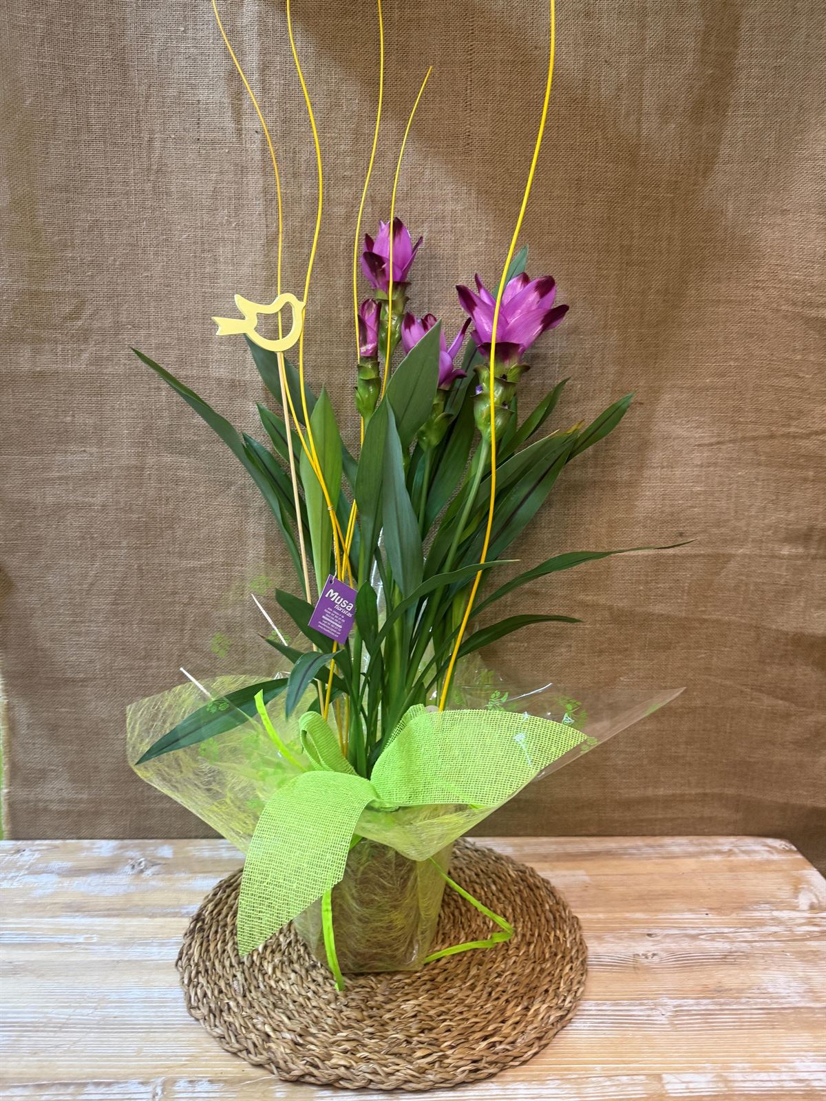 Curcuma - Imagen 1