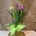 Curcuma - Imagen 1