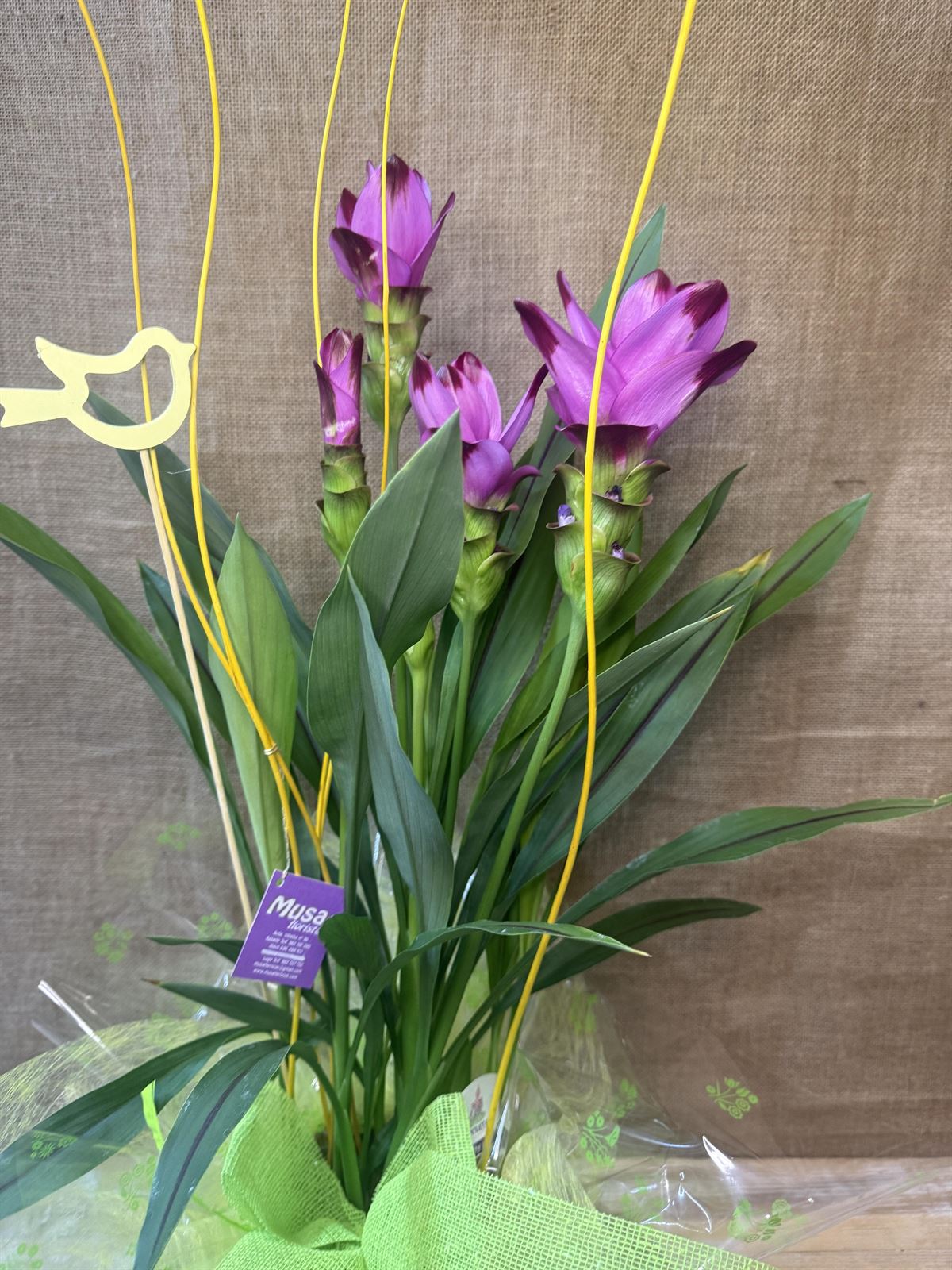 Curcuma - Imagen 2