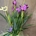 Curcuma - Imagen 2