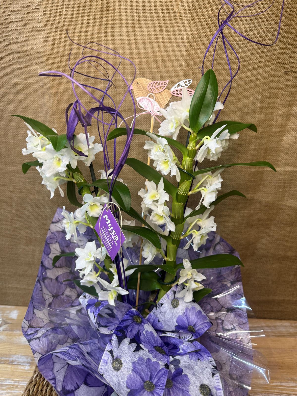 Dendrobium blanco con maceta - Imagen 2