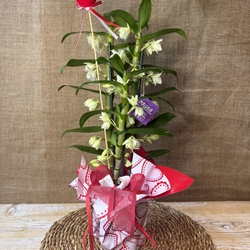 Dendrobium - Imagen 1