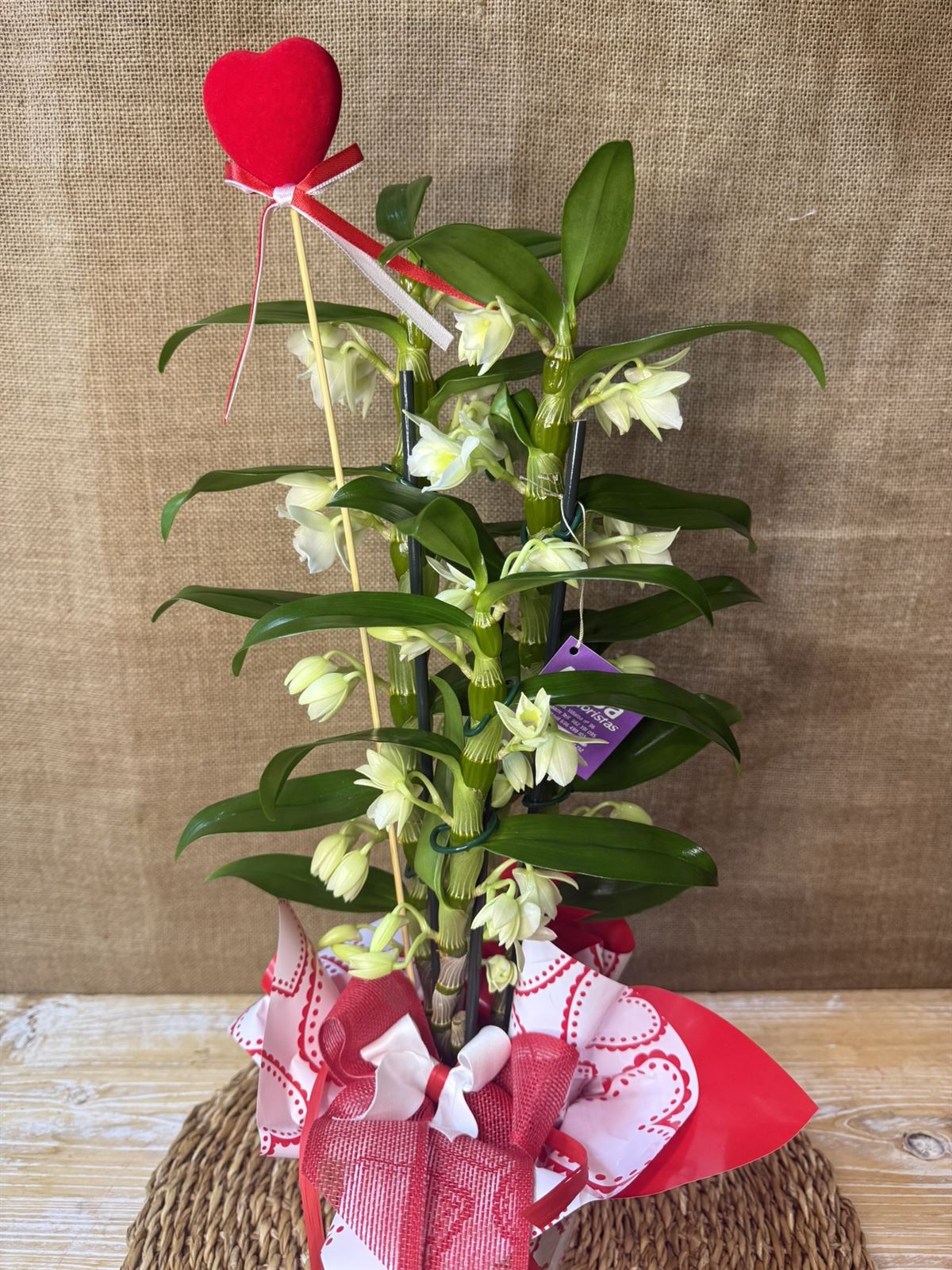 Dendrobium - Imagen 2