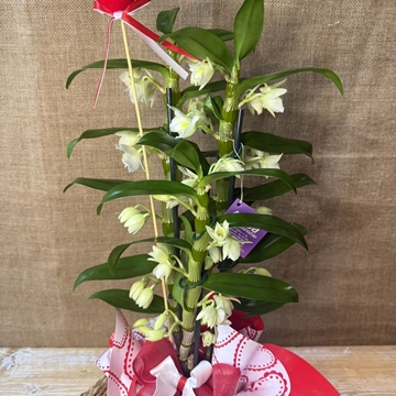 Dendrobium - Imagen 2