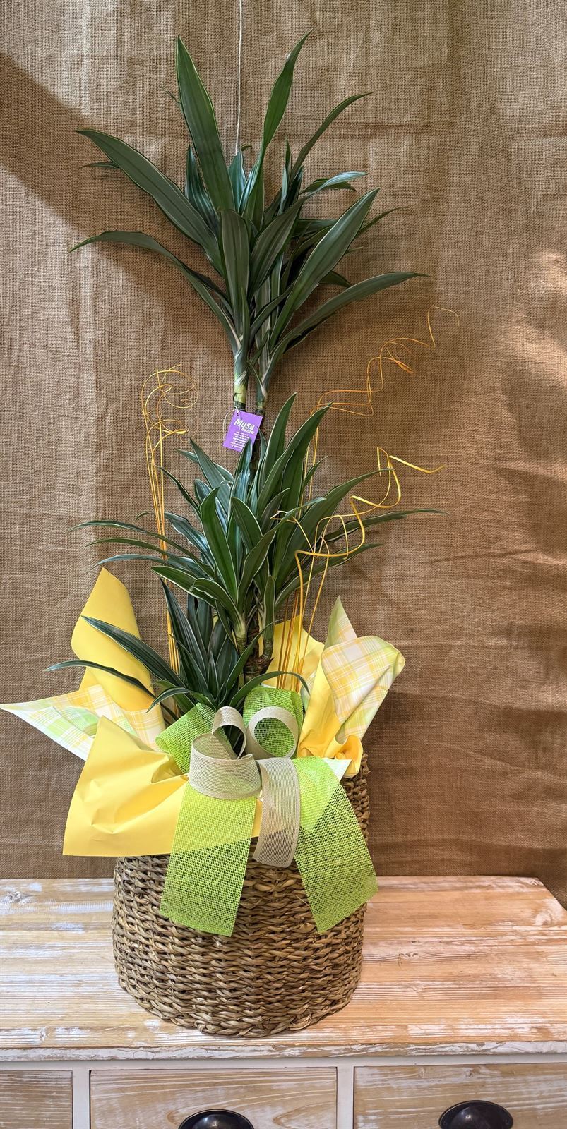 Dracaena 3 troncos con maceta - Imagen 1