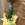 Dracaena 3 troncos con maceta - Imagen 1