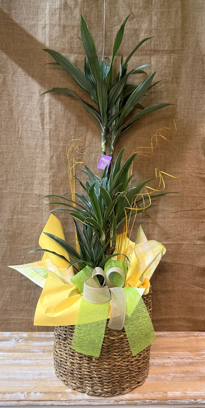 Dracaena 3 troncos con maceta - Imagen 2