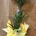 Dracaena 3 troncos con maceta - Imagen 2