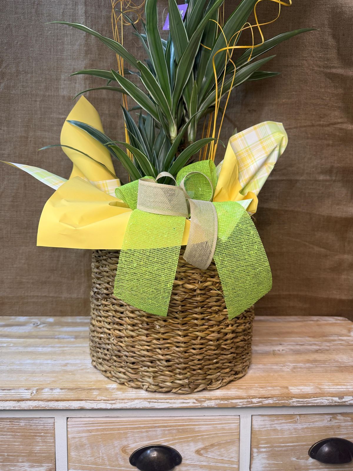 Dracaena 3 troncos con maceta - Imagen 3