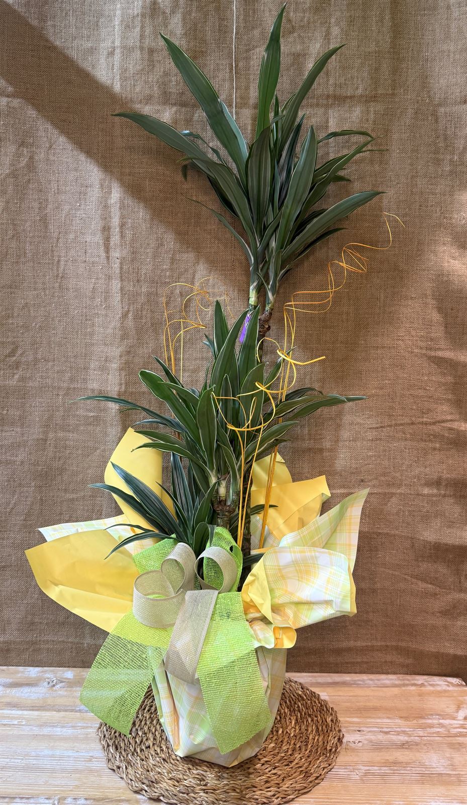 Dracaena 3 troncos - Imagen 1