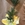 Dracaena 3 troncos - Imagen 1