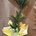 Dracaena 3 troncos - Imagen 1