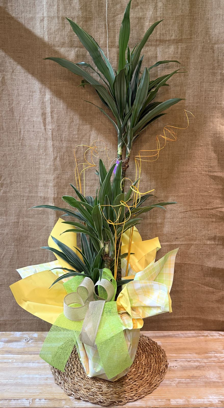 Dracaena 3 troncos - Imagen 2