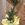 Dracaena 3 troncos - Imagen 2