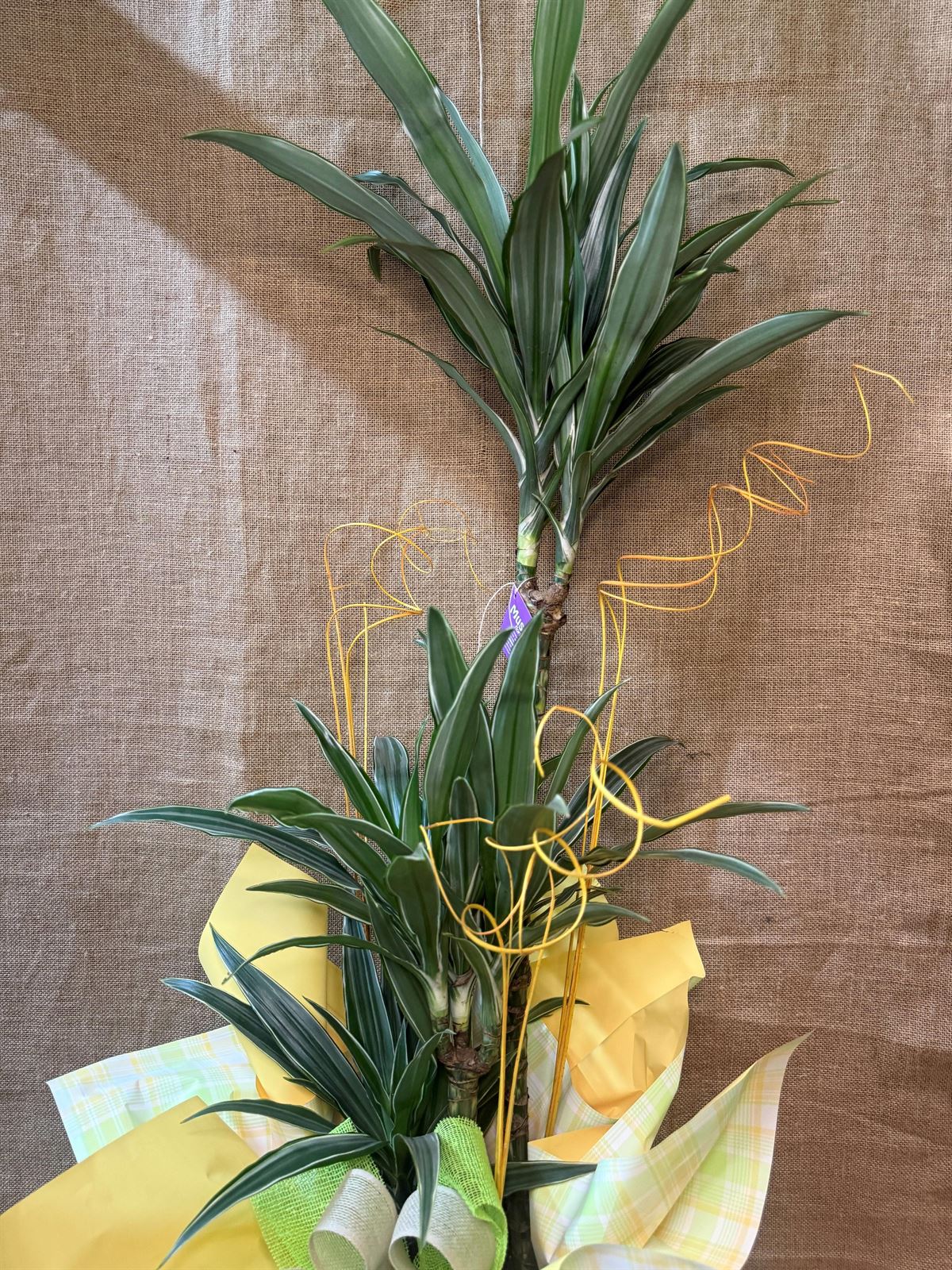Dracaena 3 troncos - Imagen 3