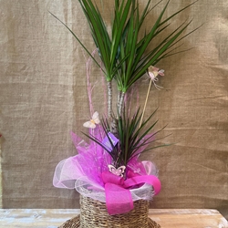 Dracanea Marginata con cesto - Imagen 2