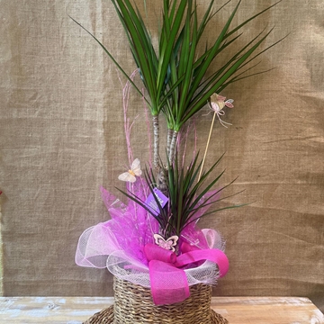 Dracanea Marginata con cesto - Imagen 2