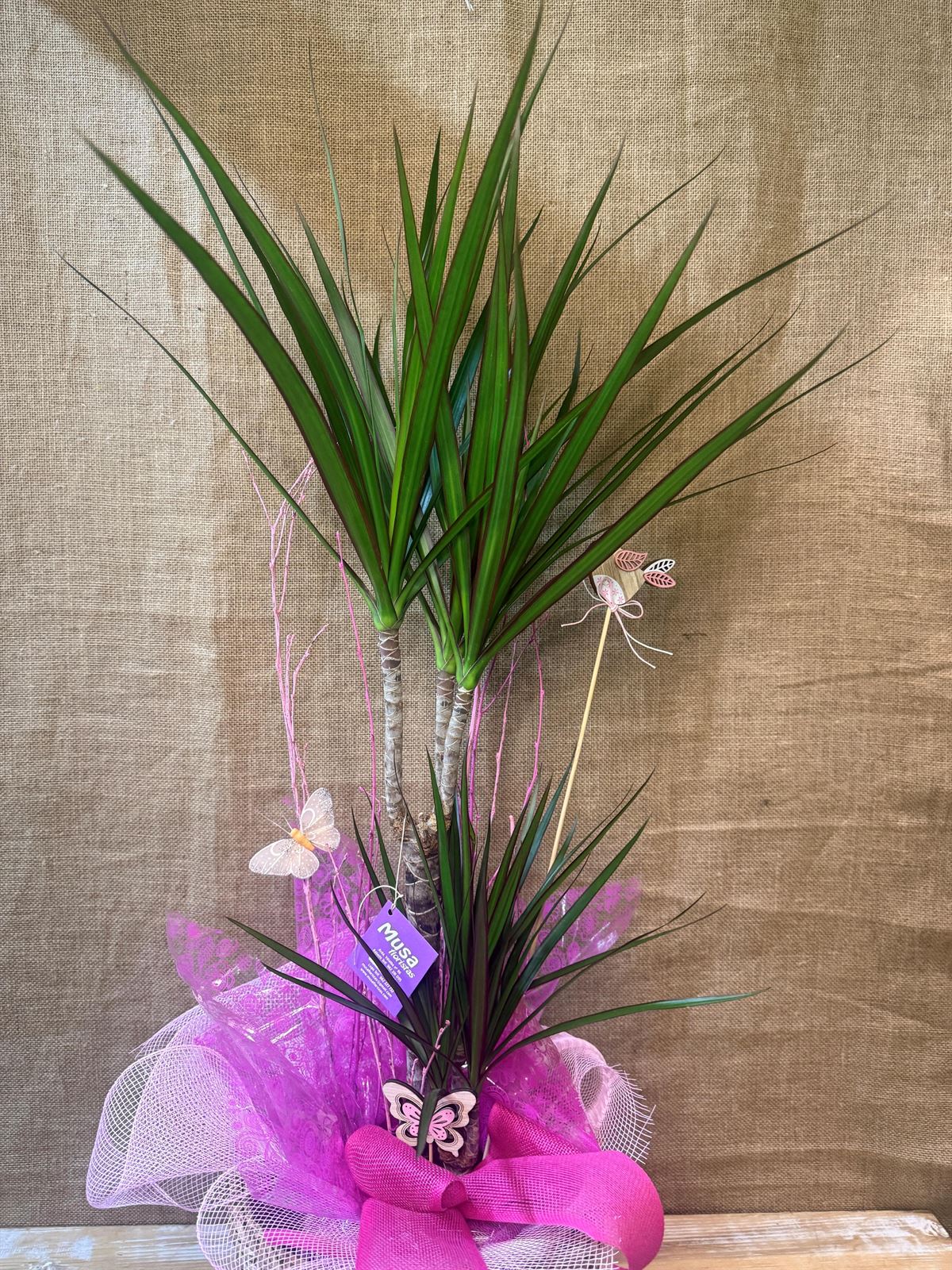 Dracanea Marginata con cesto - Imagen 4