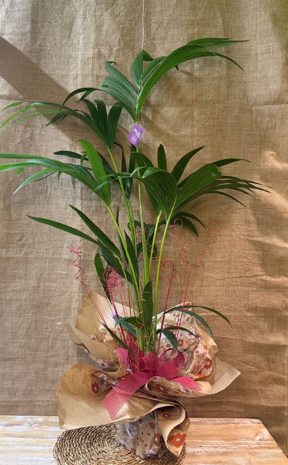Kentia - Imagen 1