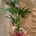 Kentia - Imagen 1