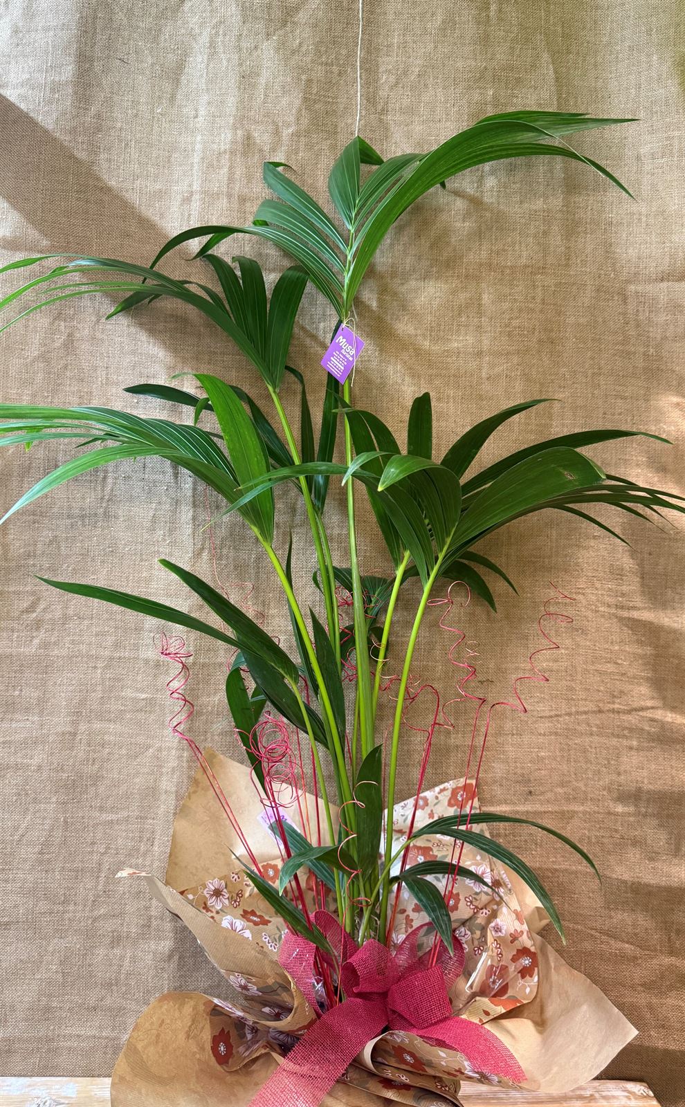 Kentia - Imagen 2