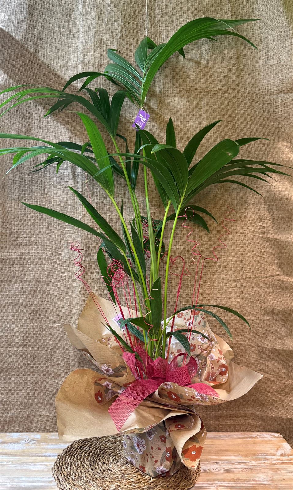 Kentia - Imagen 3