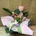 Medinilla - Imagen 1
