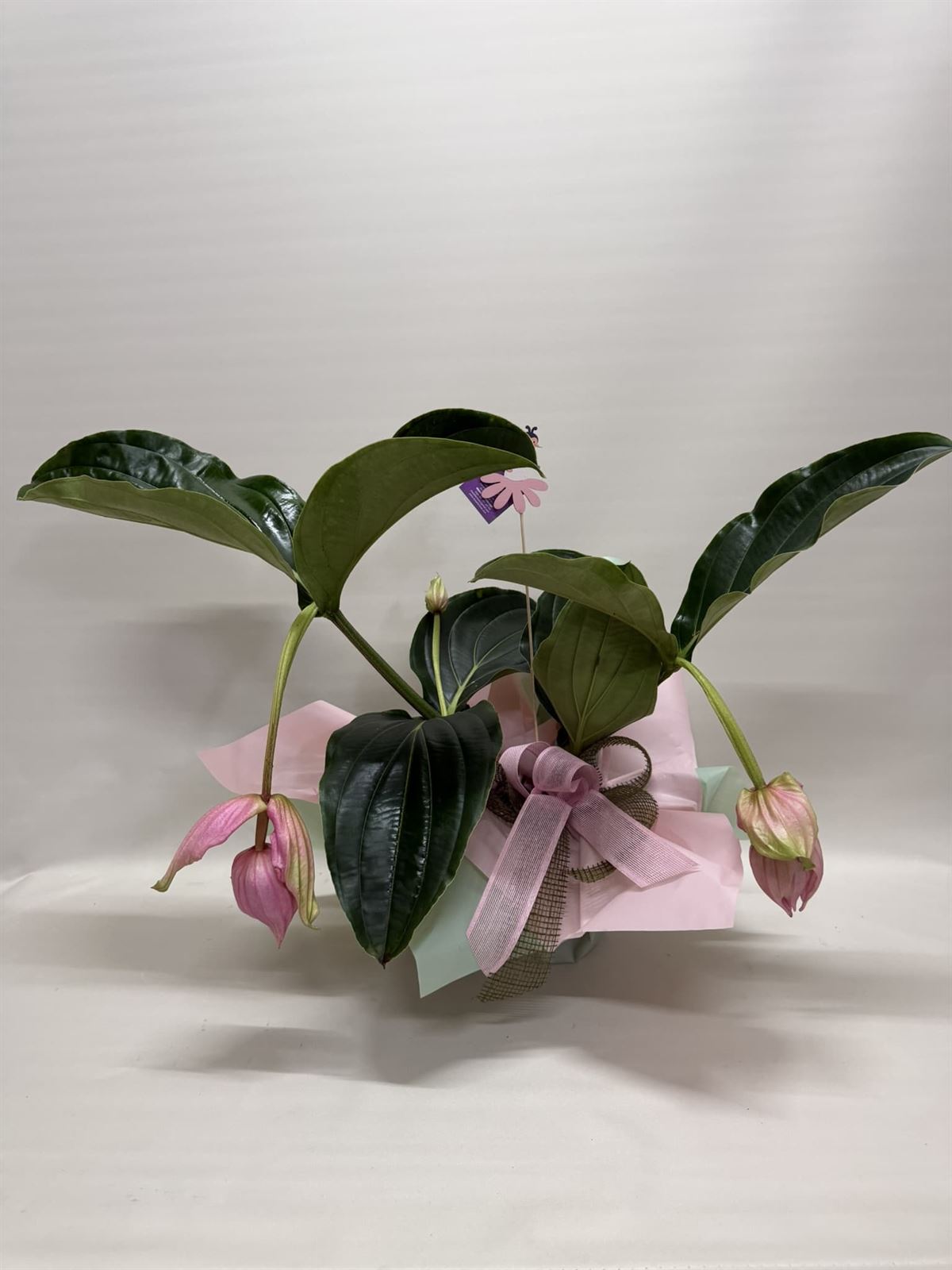 Medinilla - Imagen 1