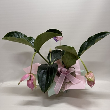 Medinilla - Imagen 1