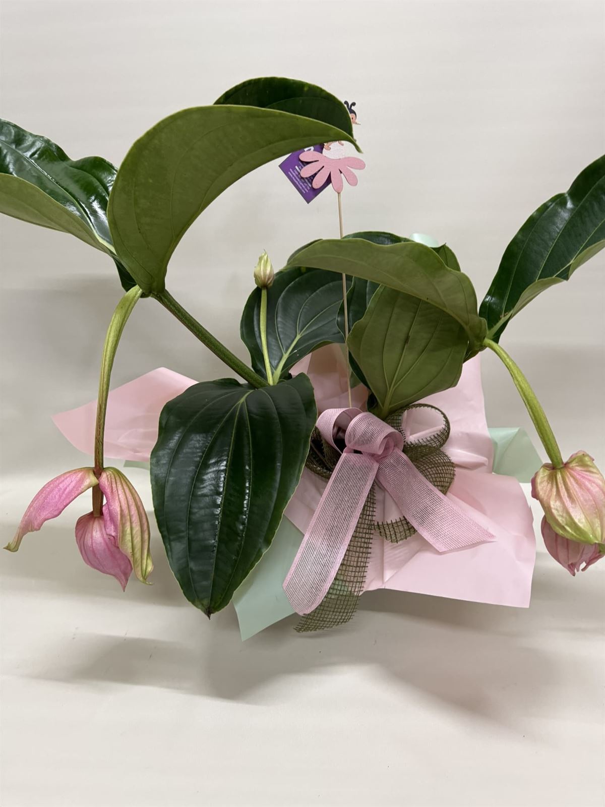 Medinilla - Imagen 2