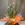 Miltonia - Imagen 1
