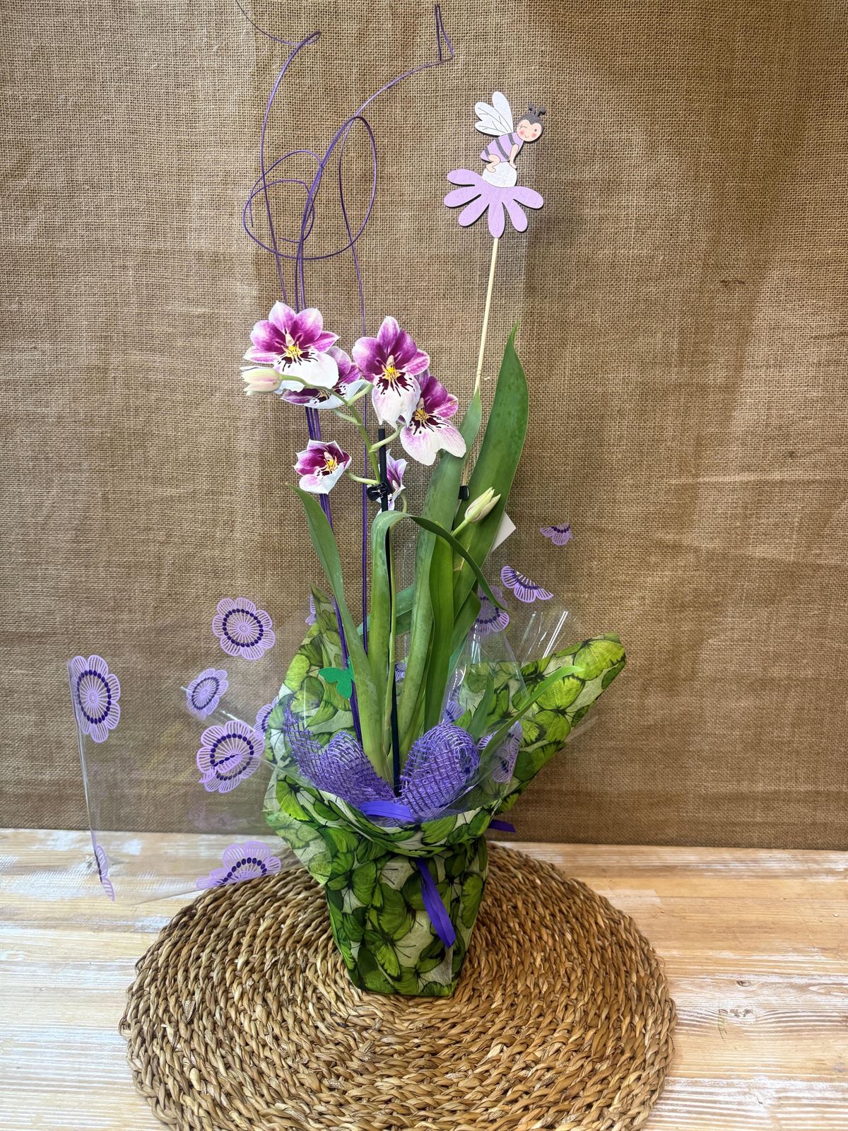 Miltonia - Imagen 1